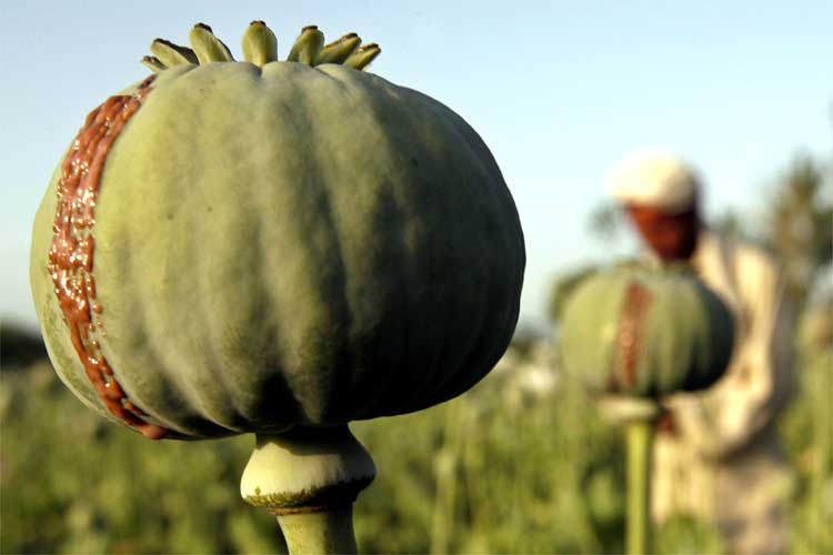 بازار مخدرهای ایران را بشناسید (1)