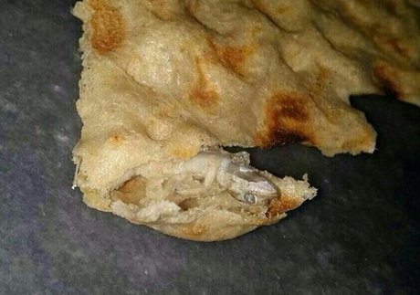پیدا شدن مارمولک در نان سنگک + تصویر پیدا شدن مارمولک در نان سنگک + تصویر