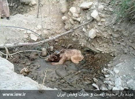 خرس قهوه‌ای به طرز بیرحمانه‌ای کشته شد +(تصاویر)