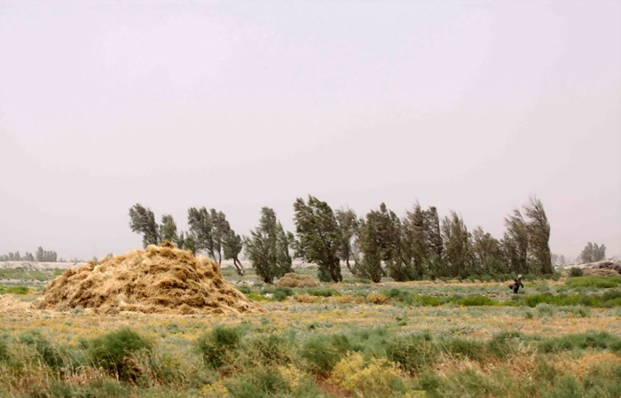 (تصاویر) خشکسالی و شنهای روان در سیستان (تصاویر) خشکسالی و شنهای روان در سیستان