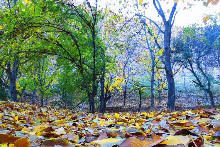تصویر تصویر