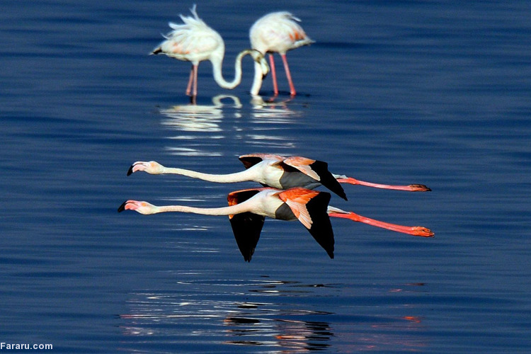 تصویر تصویر