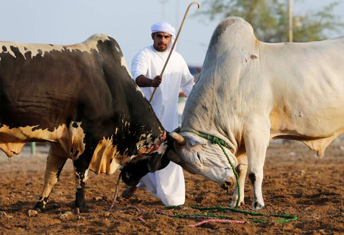 (تصاویر) نبرد گاوها در امارات (تصاویر) نبرد گاوها در امارات