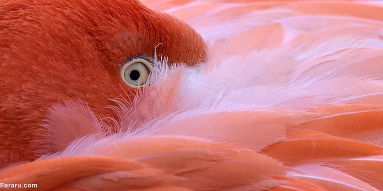 تصویر تصویر