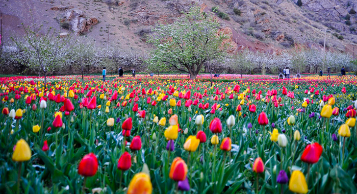تصویر تصویر