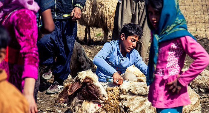 تصویر تصویر