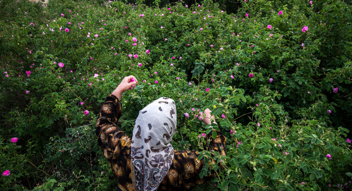 تصویر تصویر