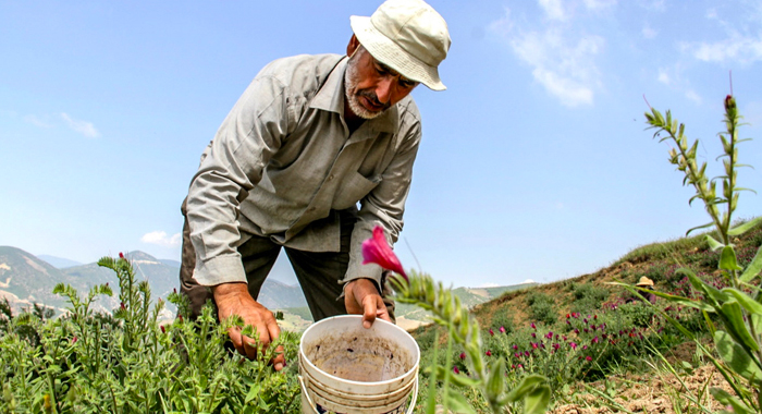 تصویر تصویر