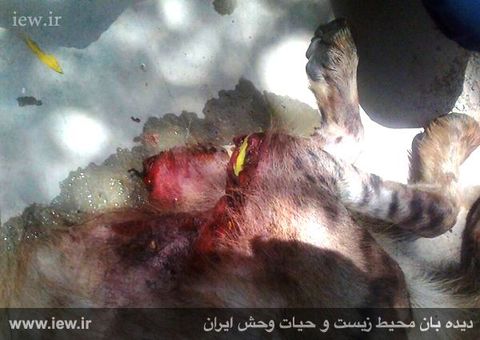 (فیلم) شکنجه بیرحمانه یک کفتار در رامهرمز (فیلم) شکنجه بیرحمانه یک کفتار در رامهرمز