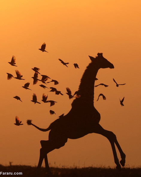 (تصاویر)