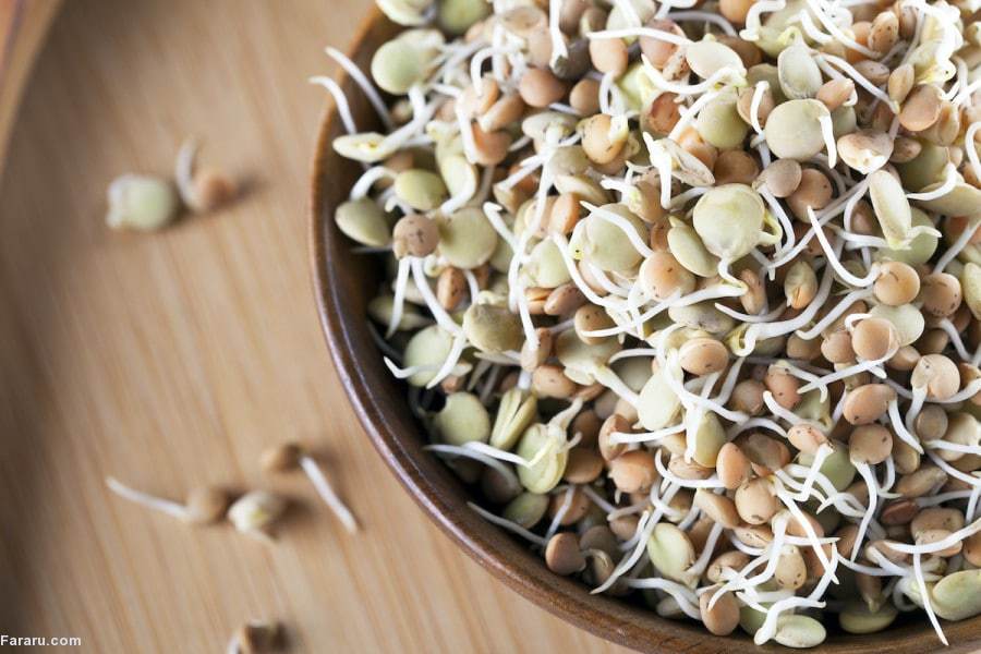 جوانه عدس