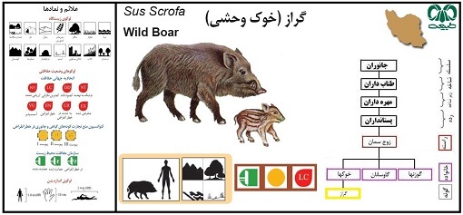 از مصرف گوشت تا نوشتن دعا روی پوست حیوان