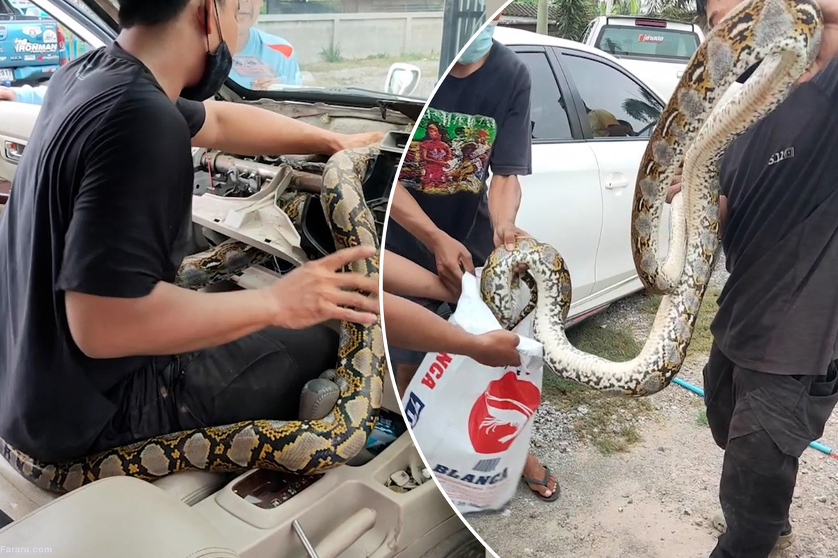 (ویدئو)