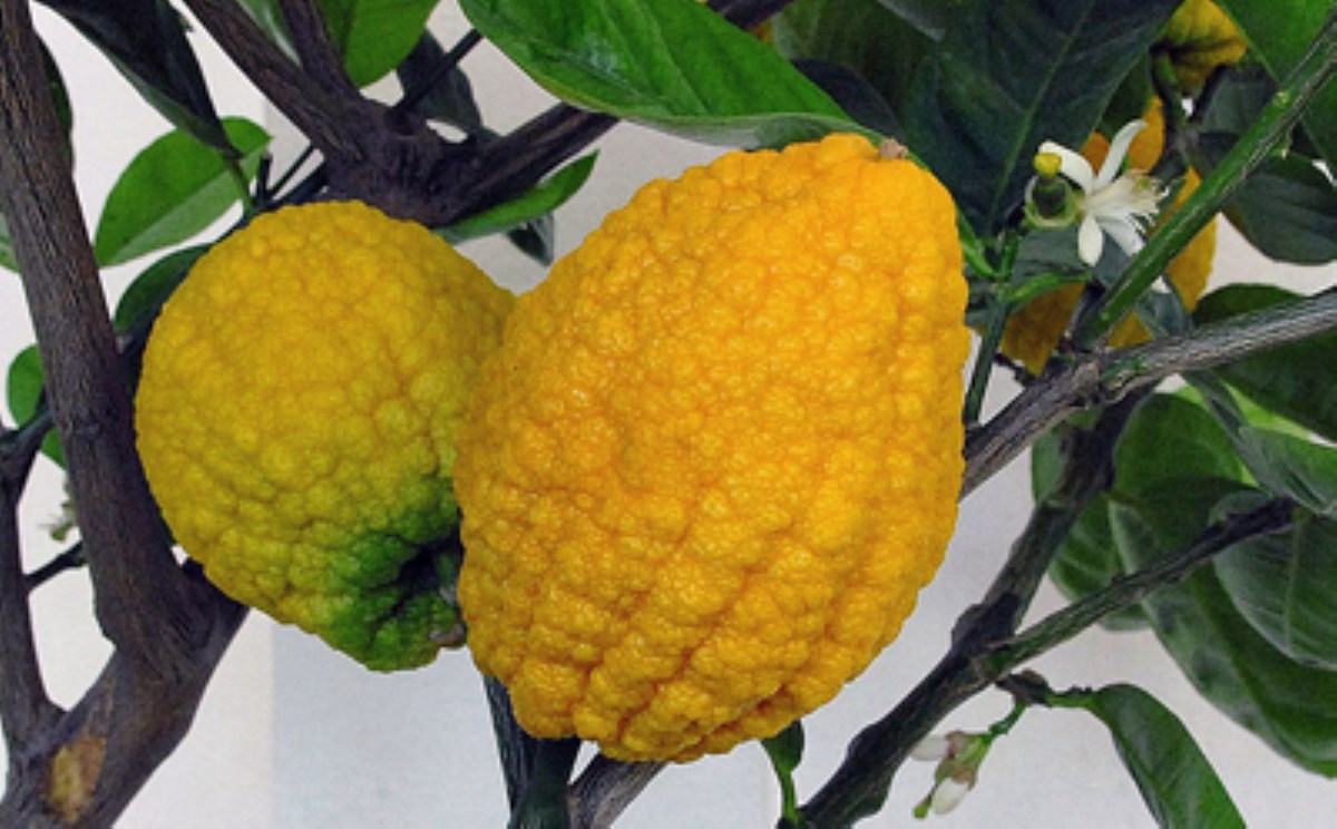 طرز تهیه مربای بالنگ؛ طعمی از دل پاییز