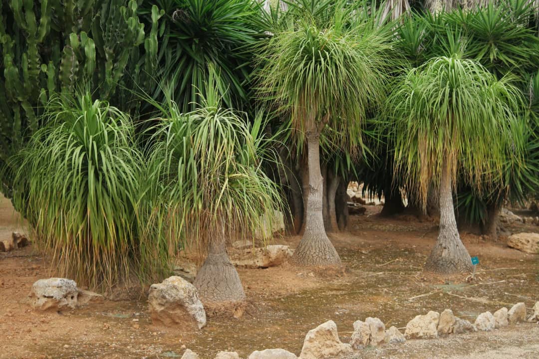 نگهداری از گیاه نخل مرداب