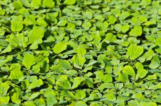 7 گیاهی که ناجی دنیا هستند را بشناسید