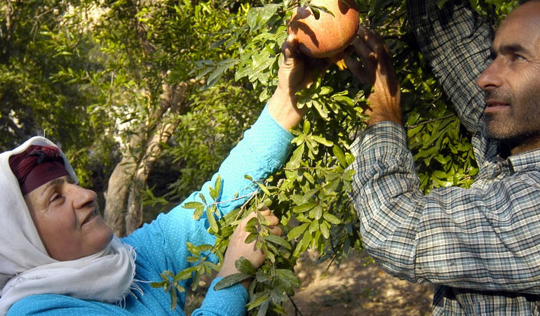 تصویر تصویر