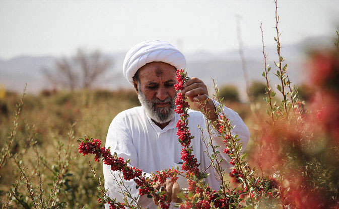 (تصاویر) زندگی یک روحانی در مزرعه زرشک (تصاویر) زندگی یک روحانی در مزرعه زرشک