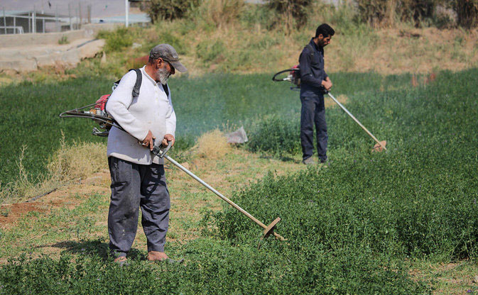 (تصاویر) زندگی یک روحانی در مزرعه زرشک (تصاویر) زندگی یک روحانی در مزرعه زرشک