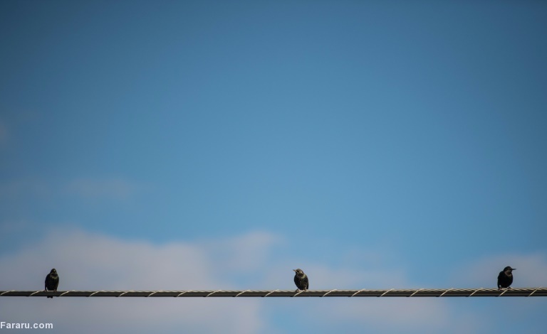 تصویر تصویر