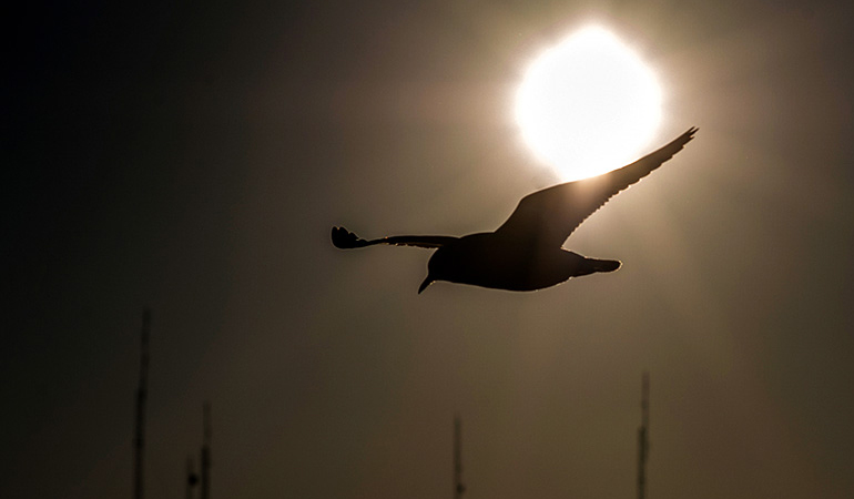 تصویر تصویر