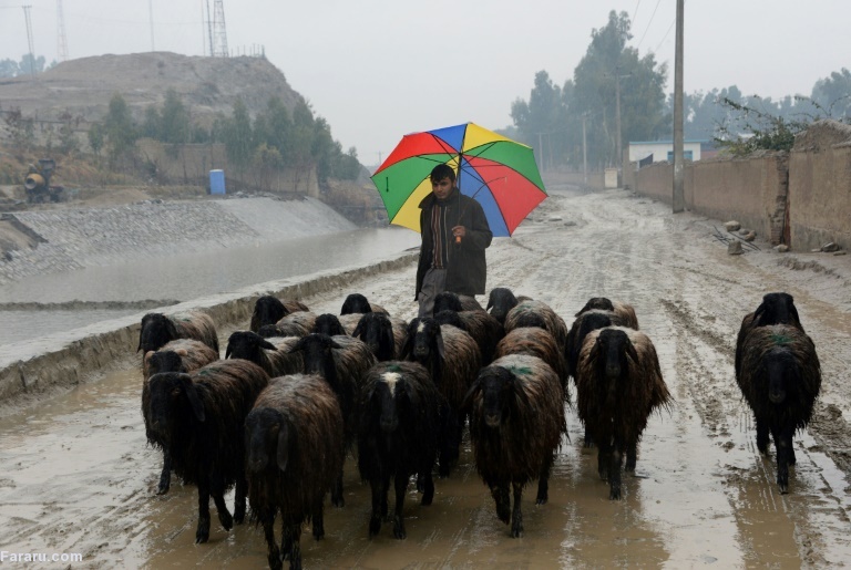 تصویر تصویر