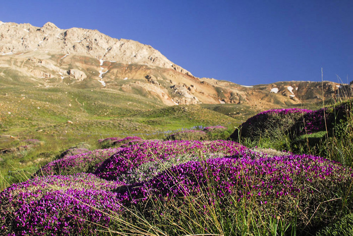 (تصاویر) گزارش (تصاویر) گزارش