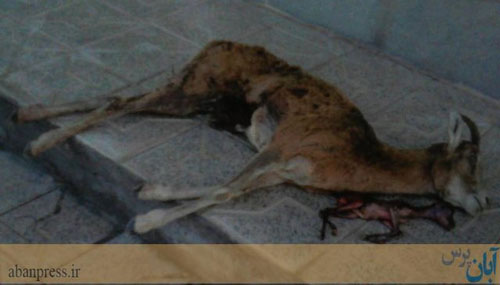 اقدام بی رحمانه یک شکارچی در کرمان اقدام بی رحمانه یک شکارچی در کرمان
