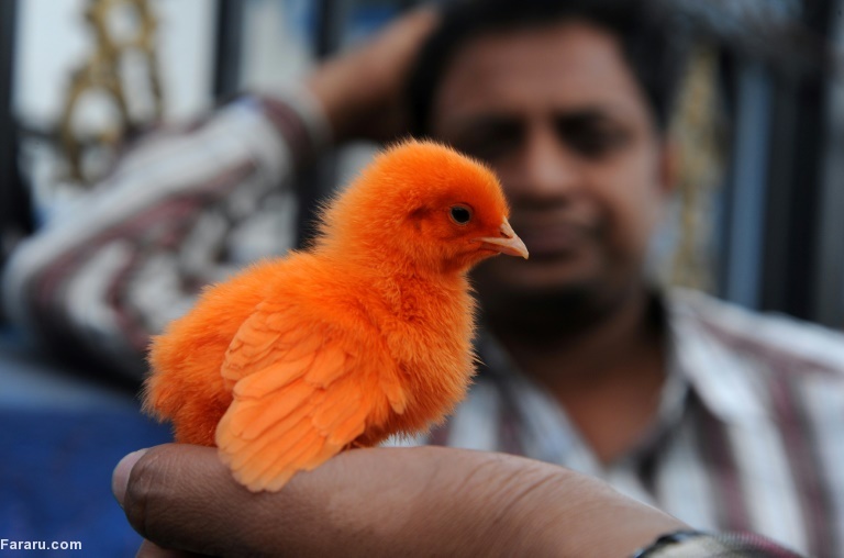 تصویر تصویر