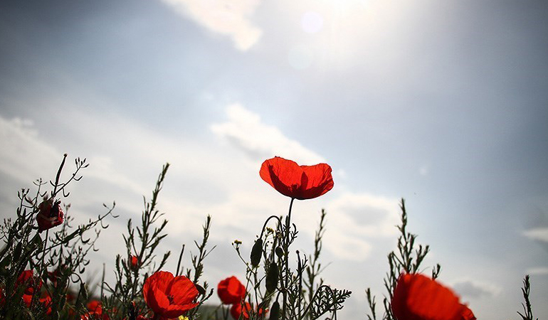 تصویر تصویر