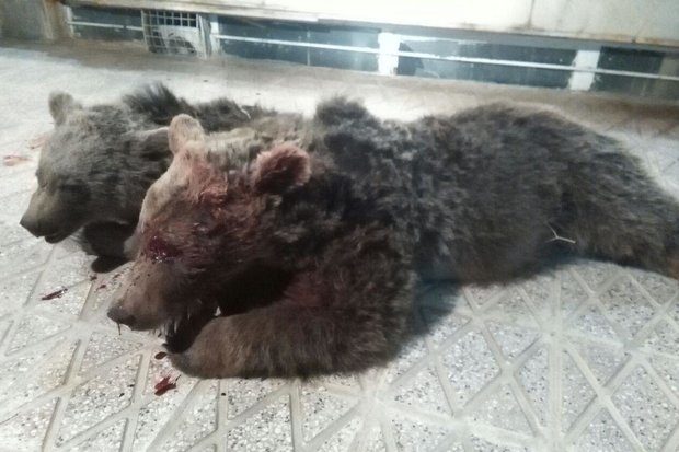 (تصویر) مرگ یک خرس ماده و توله اش بر اثر تصادف (تصویر) مرگ یک خرس ماده و توله اش بر اثر تصادف