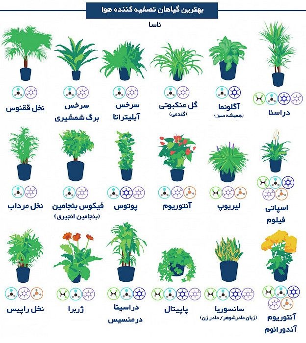 ناسا: با نگهداری این گلها از آلودگی هوا فرار کنید! ناسا: با نگهداری این گلها از آلودگی هوا فرار کنید!