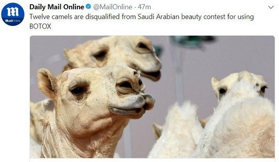 محرومیت ۱۲ شتر از مسابقات به دلیل عمل زیبایی!