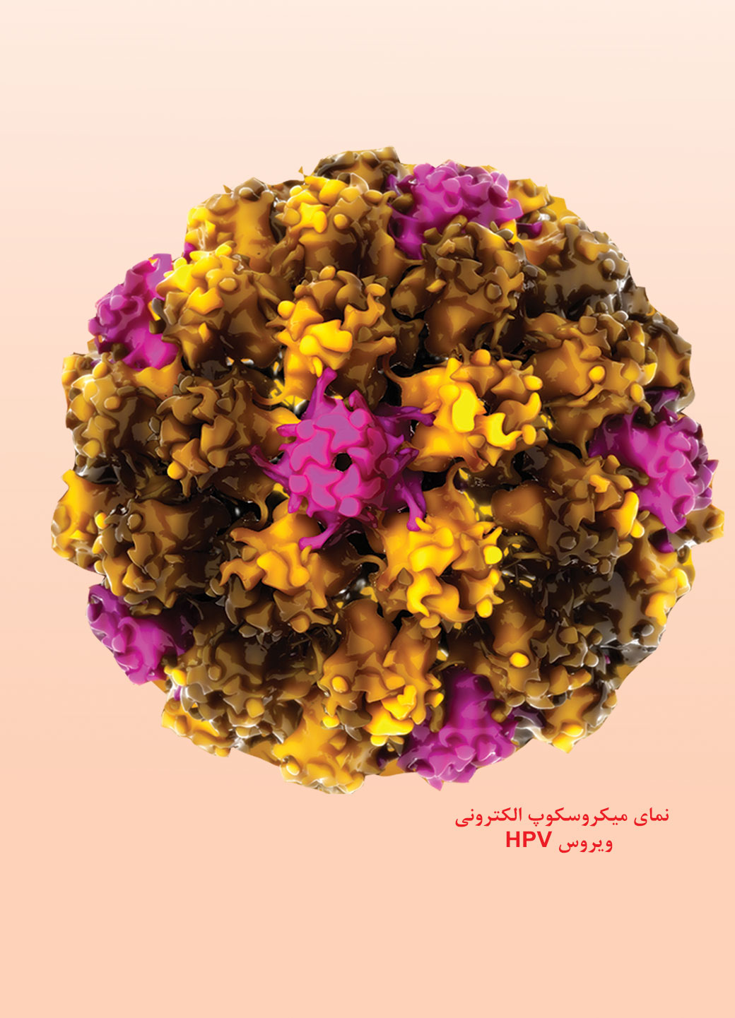 هشدار نسبت به شیوع بالای ویروس HPV در ایران