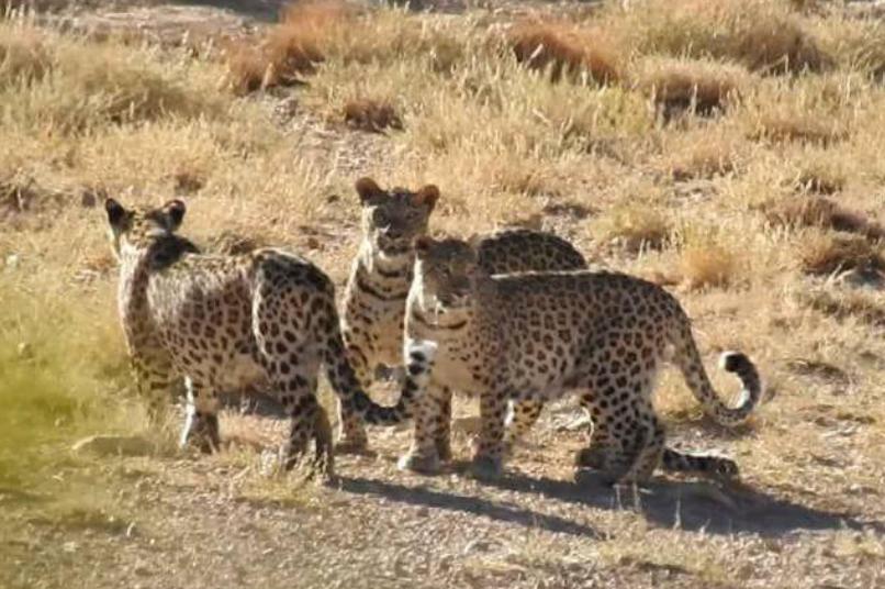ثبت تصاویر بینظیر از سه پلنگ ایرانی در سمنان ثبت تصاویر بینظیر از سه پلنگ ایرانی در سمنان