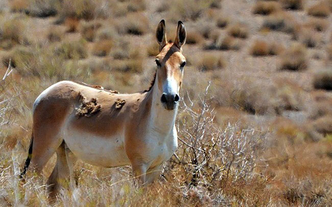 جنجال گورخرها!