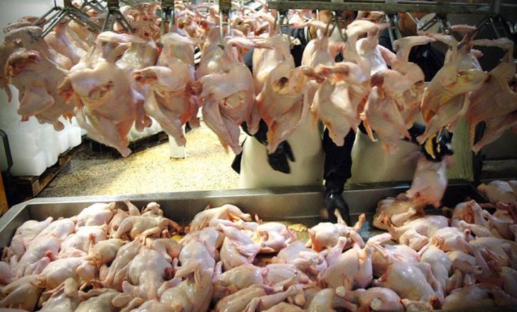فروش مرغ با قیمت بالاتر از ۱۱۵۰۰ تومان تخلف است فروش مرغ با قیمت بالاتر از ۱۱۵۰۰ تومان تخلف است