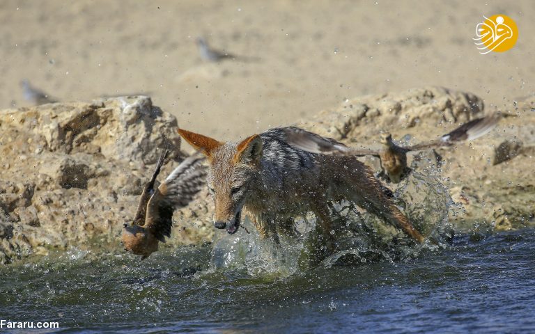 (تصاویر)