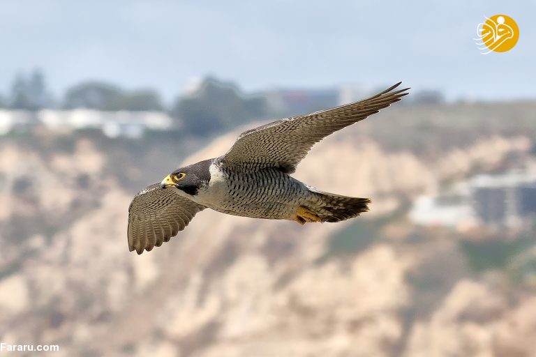 (تصاویر)