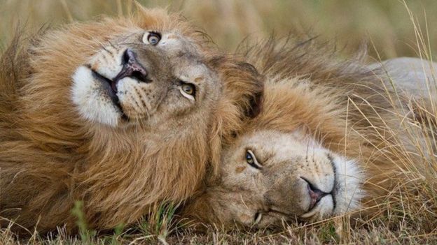 ۵ افسانه مربوط به شیرها؛ 'شیرشاه' وجود دارد؟