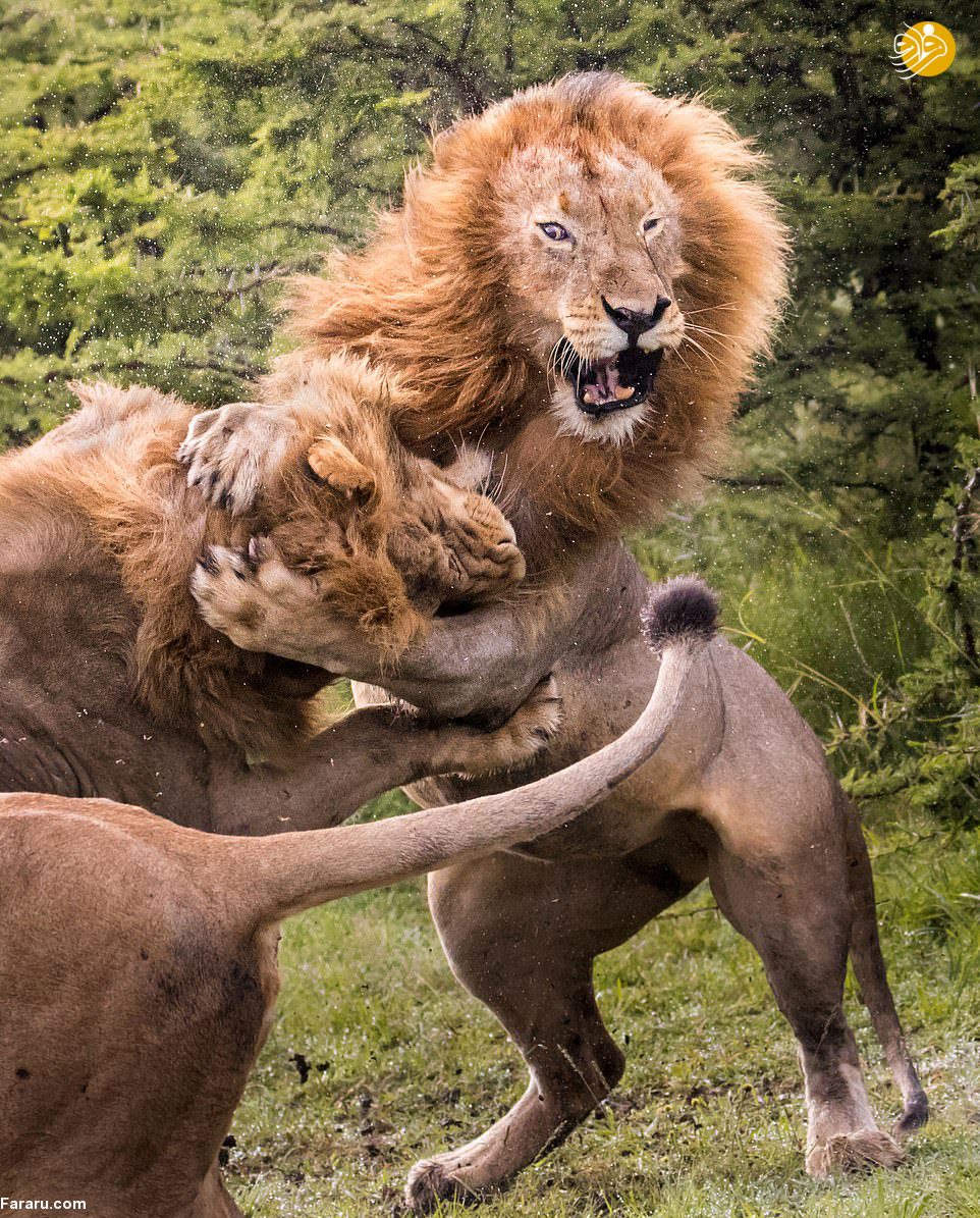 (تصاویر)
