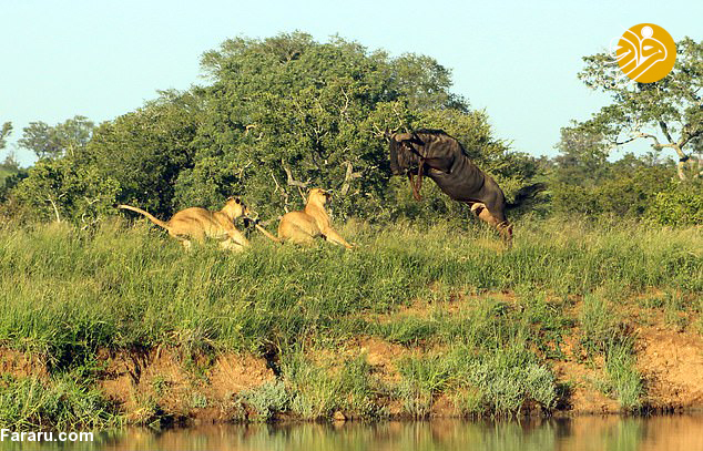 (تصاویر)