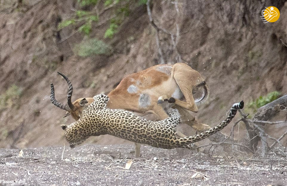 (تصاویر)