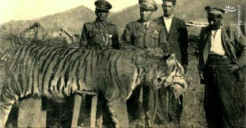 (عکس) تصویری دیدنی از آخرین ببر مازندران (عکس) تصویری دیدنی از آخرین ببر مازندران