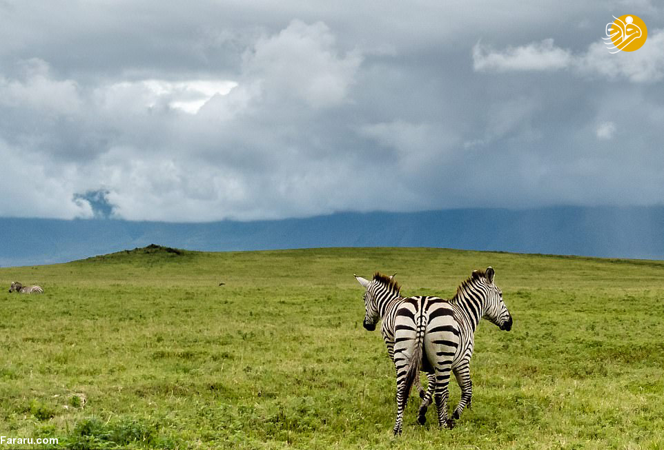 (تصویر)