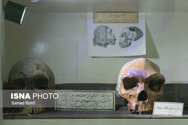 (تصاویر) خاصترین موزه ایران؛ از جمجمه نئاندرتال تا بز چهارچشم (تصاویر) خاصترین موزه ایران؛ از جمجمه نئاندرتال تا بز چهارچشم