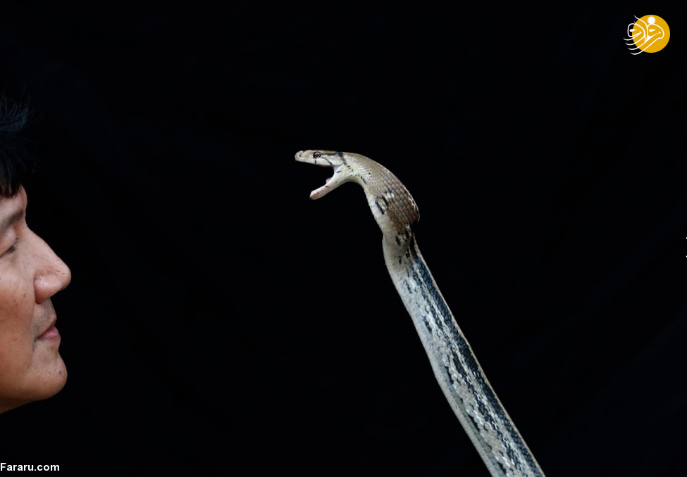(تصاویر)