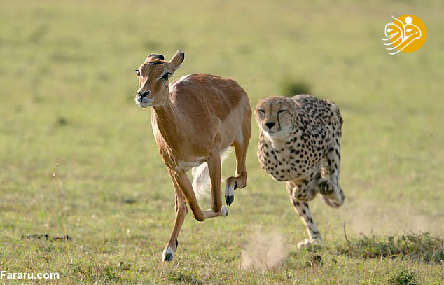 (تصاویر)