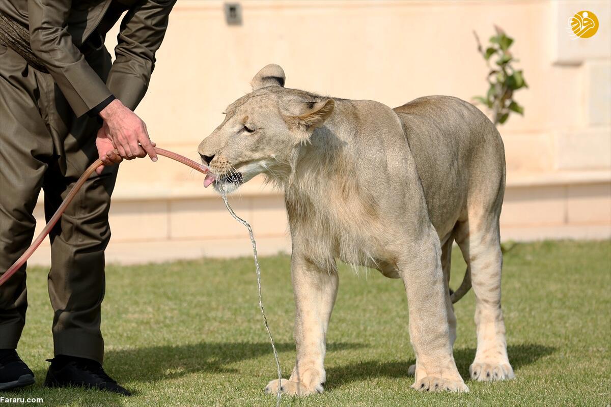 (تصاویر)
