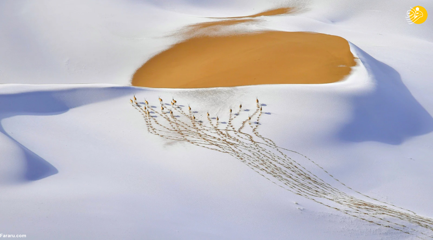 (تصاویر)